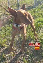 WILLOW, Hund, Podenco in Goch - Bild 3