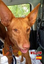 WILLOW, Hund, Podenco in Goch - Bild 4