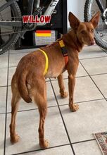 WILLOW, Hund, Podenco in Goch - Bild 5
