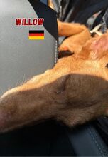 WILLOW, Hund, Podenco in Goch - Bild 6