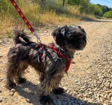 CSILLA, Hund, Affenpinscher in Rumänien - Bild 1
