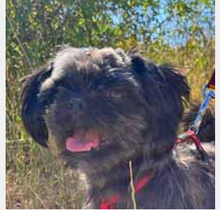 CSILLA, Hund, Affenpinscher in Rumänien - Bild 2