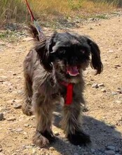 CSILLA, Hund, Affenpinscher in Rumänien - Bild 3