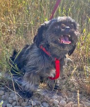 CSILLA, Hund, Affenpinscher in Rumänien - Bild 4