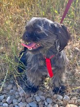 CSILLA, Hund, Affenpinscher in Rumänien - Bild 5