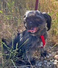 CSILLA, Hund, Affenpinscher in Rumänien - Bild 6