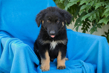 CHIPNR269859, Hund, Mischlingshund in Kroatien - Bild 1
