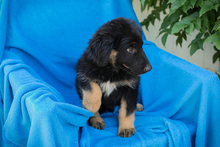 CHIPNR269859, Hund, Mischlingshund in Kroatien - Bild 2