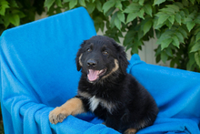 CHIPNR269859, Hund, Mischlingshund in Kroatien - Bild 3