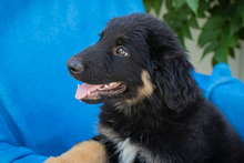 CHIPNR269859, Hund, Mischlingshund in Kroatien - Bild 5