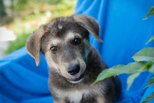 CHIPNR269217, Hund, Mischlingshund in Kroatien - Bild 2