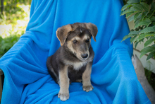 CHIPNR269217, Hund, Mischlingshund in Kroatien - Bild 5