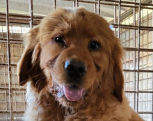 FELIX, Hund, Chow-Chow-Retriever-Mix in Kroatien - Bild 1