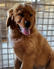 FELIX, Hund, Chow-Chow-Retriever-Mix in Kroatien - Bild 2