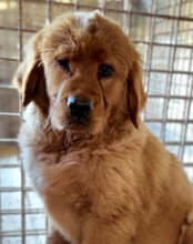 FELIX, Hund, Chow-Chow-Retriever-Mix in Kroatien - Bild 3