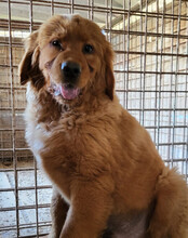 FELIX, Hund, Chow-Chow-Retriever-Mix in Kroatien - Bild 4