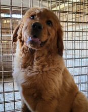FELIX, Hund, Chow-Chow-Retriever-Mix in Kroatien - Bild 6
