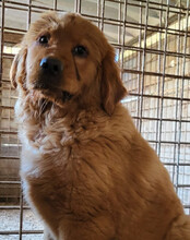 FELIX, Hund, Chow-Chow-Retriever-Mix in Kroatien - Bild 7