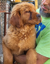 FELIX, Hund, Chow-Chow-Retriever-Mix in Kroatien - Bild 8