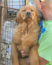 FELIX, Hund, Chow-Chow-Retriever-Mix in Kroatien - Bild 9