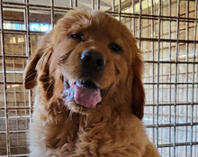 FELIX, Hund, Chow Chow-Golden Retriever-Mix in Kroatien - Bild 5
