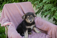 IMANI, Hund, Mischlingshund in Kroatien - Bild 1