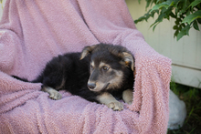 IMANI, Hund, Mischlingshund in Kroatien - Bild 2