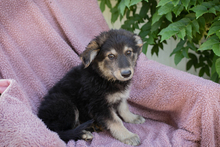 IMANI, Hund, Mischlingshund in Kroatien - Bild 3