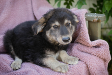 IMANI, Hund, Mischlingshund in Kroatien - Bild 4
