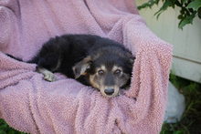 IMANI, Hund, Mischlingshund in Kroatien - Bild 5