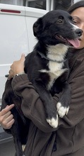 NARCISZ, Hund, Mischlingshund in Berlin - Bild 1