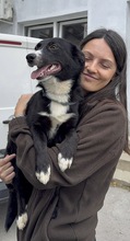 NARCISZ, Hund, Mischlingshund in Berlin - Bild 2