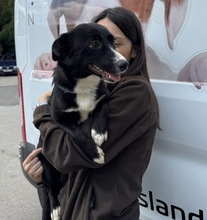 NARCISZ, Hund, Mischlingshund in Berlin - Bild 3