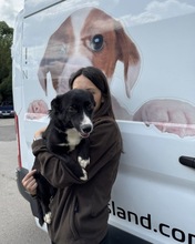 NARCISZ, Hund, Mischlingshund in Berlin - Bild 4