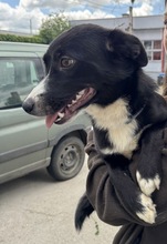 NARCISZ, Hund, Mischlingshund in Berlin - Bild 5