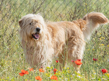 THOR, Hund, Mischlingshund in Wittmund - Bild 1