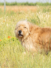 THOR, Hund, Mischlingshund in Wittmund - Bild 2