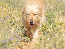 THOR, Hund, Mischlingshund in Wittmund - Bild 3