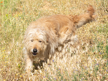 THOR, Hund, Mischlingshund in Wittmund - Bild 4