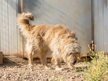 THOR, Hund, Mischlingshund in Wittmund - Bild 5