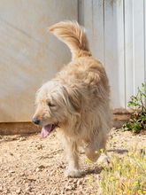THOR, Hund, Mischlingshund in Wittmund - Bild 6