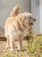 THOR, Hund, Mischlingshund in Wittmund - Bild 7