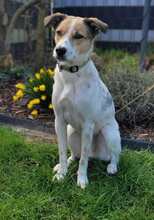 STROLCHI, Hund, Mischlingshund in Hohen Pritz - Bild 1