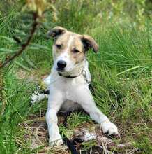 STROLCHI, Hund, Mischlingshund in Hohen Pritz - Bild 2