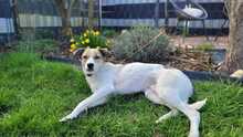 STROLCHI, Hund, Mischlingshund in Hohen Pritz - Bild 3