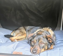 LEXI, Hund, Mischlingshund in Dresden - Bild 1