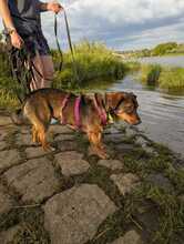 LEXI, Hund, Mischlingshund in Dresden - Bild 2