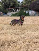 LEXI, Hund, Mischlingshund in Dresden - Bild 3