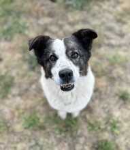 SUI, Hund, Mischlingshund in Löwenberger Land - Bild 1