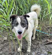 SUI, Hund, Mischlingshund in Löwenberger Land - Bild 2